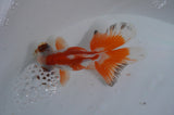 Butterfly  Red White 3.5 Inch (ID#415B8b-42) Free2Day SHIPPING