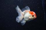 Juvenile Thai Oranda  Red White 3.5 Inch (ID#1206To12c-89) Free2Day SHIPPING