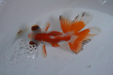 Butterfly  Red White 3.5 Inch (ID#415B8b-42) Free2Day SHIPPING