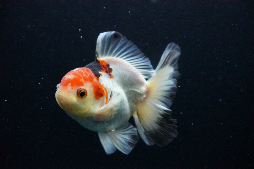 Thai Oranda  Tricolor 4 Inch (ID#1128T1b-38) Free2Day SHIPPING
