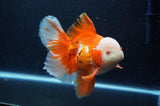 Thai Oranda  Red White 6 Inch (ID#307To7b-115)