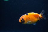 Baby Ranchu  Calico 3 Inch (ID#1224R9c-36) Free2Day SHIPPING