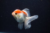 Juvenile Thai Oranda  Red White 3.5 Inch (ID#1206To12c-89) Free2Day SHIPPING