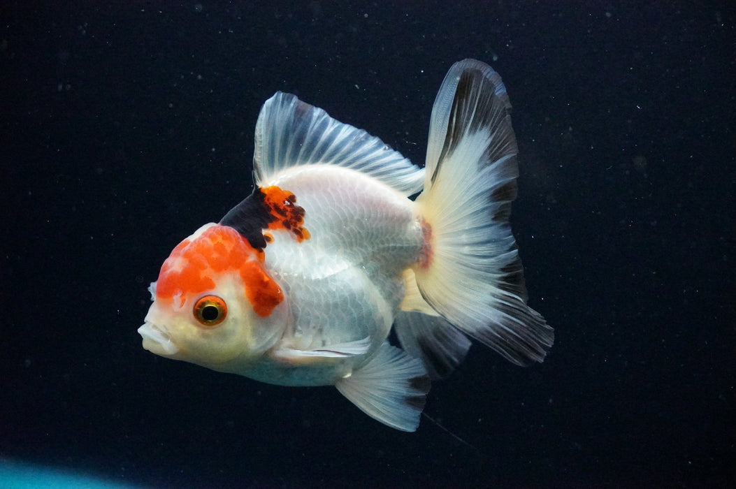 Thai Oranda  Tricolor 4 Inch (ID#1128T1b-38) Free2Day SHIPPING