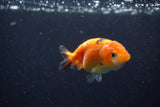 Baby Ranchu  Calico 3 Inch (ID#1224R9c-36) Free2Day SHIPPING