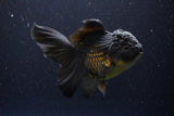 Thai Oranda  Black 5.5 Inch (ID#1112To6b-109)