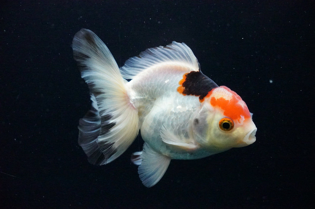 Thai Oranda  Tricolor 4 Inch (ID#1128T1b-38) Free2Day SHIPPING