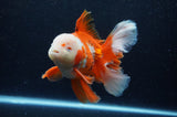 Thai Oranda  Red White 6 Inch (ID#307To7b-115)