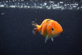 Baby Ranchu  Calico 3 Inch (ID#1224R9c-36) Free2Day SHIPPING