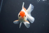 Juvenile Thai Oranda  Red White 3.5 Inch (ID#910To13b-51) Free2Day SHIPPING