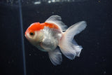 Juvenile Thai Oranda  Red White 3.5 Inch (ID#1206To12c-89) Free2Day SHIPPING