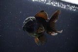 Juvenile Thai Oranda  Black 4 Inch (ID#1022To13b-91) Free2Day SHIPPING