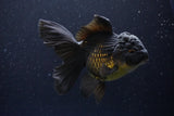 Thai Oranda  Black 5.5 Inch (ID#1112To6b-109)