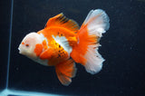 Thai Oranda  Red White 6 Inch (ID#307To7b-115)