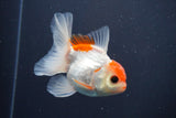 Juvenile Thai Oranda  Red White 3.5 Inch (ID#910To13b-51) Free2Day SHIPPING