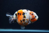 Milk Cow Ranchu  Calico 4.5 Inch (ID#0103R10c-93) Free2Day SHIPPING