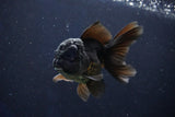 Juvenile Thai Oranda  Black 4 Inch (ID#1022To13b-91) Free2Day SHIPPING