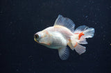 Butterfly  Red White 3.5 Inch (ID#415B8b-43) Free2Day SHIPPING