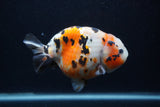 Milk Cow Ranchu  Calico 4.5 Inch (ID#0103R10c-93) Free2Day SHIPPING