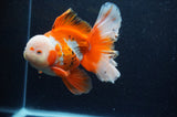 Thai Oranda  Red White 6 Inch (ID#307To7b-115)