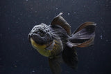 Thai Oranda  Black 5.5 Inch (ID#1112To6b-109)