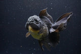 Thai Oranda  Black 5.5 Inch (ID#1112To6b-109)