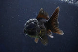 Juvenile Thai Oranda  Black 4 Inch (ID#1022To13b-91) Free2Day SHIPPING