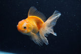 Juvenile Thai Oranda  Red White 3.5 Inch (ID#1206To12c-90) Free2Day SHIPPING