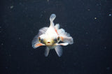 Butterfly  Red White 3.5 Inch (ID#415B8b-43) Free2Day SHIPPING