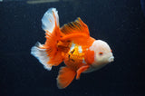 Thai Oranda  Red White 6 Inch (ID#307To7b-115)