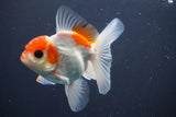 Juvenile Thai Oranda  Red White 3.5 Inch (ID#910To13b-51) Free2Day SHIPPING