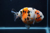 Milk Cow Ranchu  Calico 4.5 Inch (ID#0103R10c-93) Free2Day SHIPPING