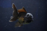 Juvenile Thai Oranda  Black 4 Inch (ID#1022To13b-91) Free2Day SHIPPING