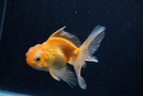 Juvenile Thai Oranda  Red White 3.5 Inch (ID#1206To12c-90) Free2Day SHIPPING