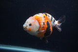 Milk Cow Ranchu  Calico 4.5 Inch (ID#0103R10c-93) Free2Day SHIPPING