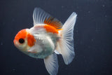 Juvenile Thai Oranda  Red White 3.5 Inch (ID#910To13b-51) Free2Day SHIPPING