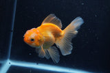 Juvenile Thai Oranda  Red White 3.5 Inch (ID#1206To12c-90) Free2Day SHIPPING