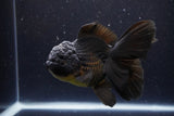 Thai Oranda  Black 5.5 Inch (ID#1112To6b-109)