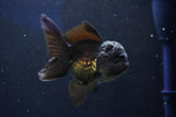 Juvenile Thai Oranda  Black 4 Inch (ID#1022To13b-91) Free2Day SHIPPING