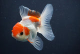 Juvenile Thai Oranda  Red White 3.5 Inch (ID#910To13b-51) Free2Day SHIPPING