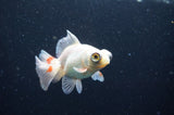 Butterfly  Red White 3.5 Inch (ID#415B8b-43) Free2Day SHIPPING