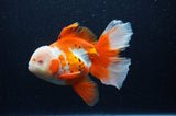 Thai Oranda  Red White 6 Inch (ID#307To7b-115)