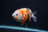 Milk Cow Ranchu  Calico 4.5 Inch (ID#0103R10c-93) Free2Day SHIPPING