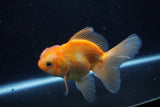 Juvenile Thai Oranda  Red White 3.5 Inch (ID#1206To12c-90) Free2Day SHIPPING