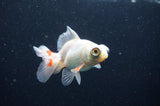Butterfly  Red White 3.5 Inch (ID#415B8b-43) Free2Day SHIPPING