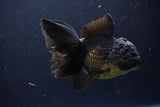 Thai Oranda  Black 5.5 Inch (ID#1112To6b-109)