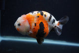 Milk Cow Ranchu  Calico 4.5 Inch (ID#0103R10c-93) Free2Day SHIPPING