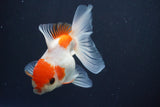 Juvenile Thai Oranda  Red White 3.5 Inch (ID#910To13b-51) Free2Day SHIPPING