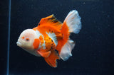 Thai Oranda  Red White 6 Inch (ID#307To7b-115)