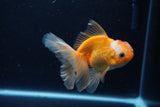 Juvenile Thai Oranda  Red White 3.5 Inch (ID#1206To12c-90) Free2Day SHIPPING